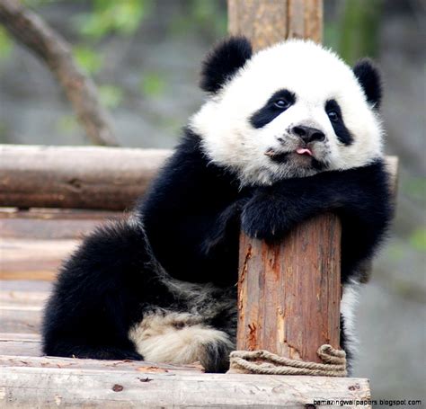 Super Cute Baby Pandas Wallpapers Gallery