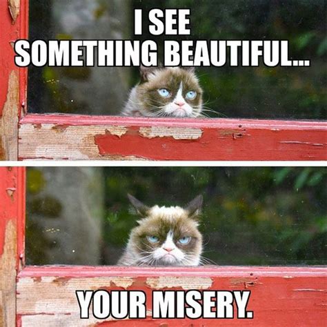 16 Of The Best Grumpy Cat Memes Catster Funny Grumpy Cat Memes Cat
