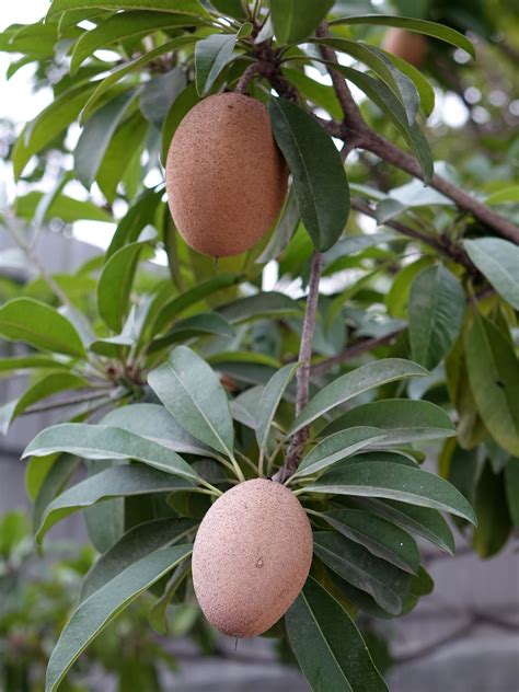 5 Seeds Rare Chicle Tropical Tree Chewing Gum Tree Etsy