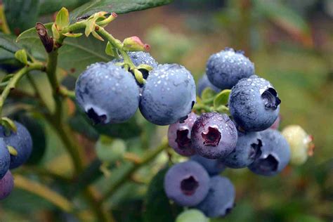 Blueberry Kisses Plantnet Australia