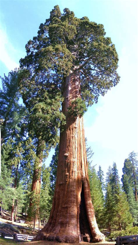 Giant Sequoia Sequoiadendron Giganteum Redwood Forest Tree Wood Seed