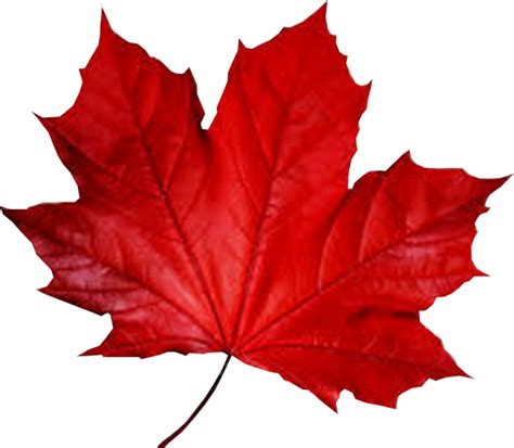 Maple Leaf Smule Autumn Fall Red Leaf Png Clipart Full Size Clipart