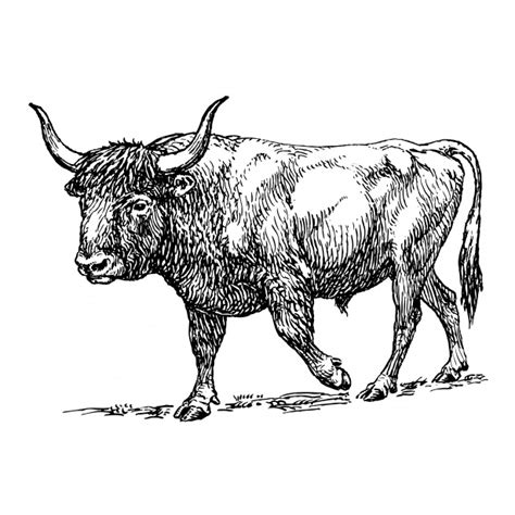 Ox Clipart Illustration Free Stock Photo Public Domain Pictures