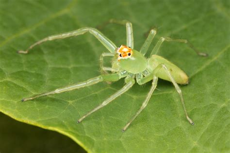 Magnolia Green Jumper North American Insects And Spiders