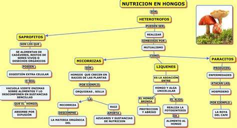 NutriciÓn En Reino Vegetal Web Itif Centrobiologia