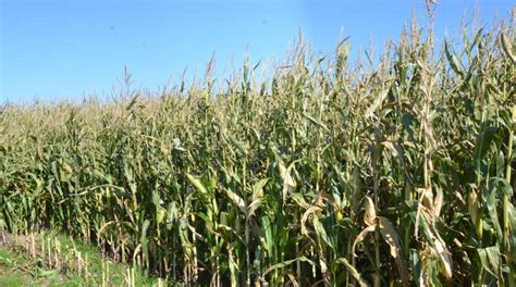 Monitor Maize Crops Key To A Successful Harvest News From Aa Farmer