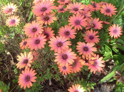 Grows in full sun to full shade. Full Sun Perennials - Osteospermums For Fabulous Color.