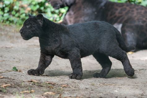 Wild Cat Wildlife Panther Black Panther Baby Animals