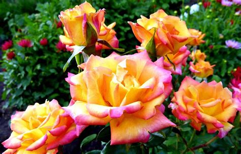 Lake Country Roses Photograph By Will Borden Pixels