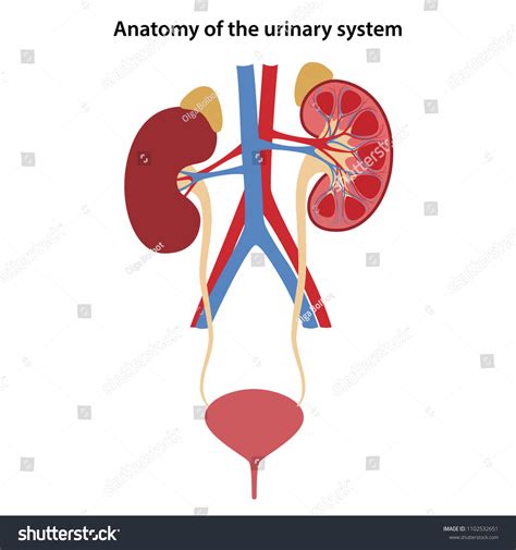 Anatomy Human Urinary System Vector Illustration Stock Vector Royalty