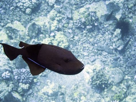 Black Durgon Triggerfish Photo