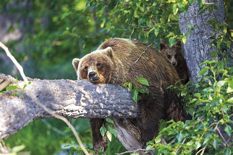 El Oso Grizzly El Rey De Los Bosques De Alaska