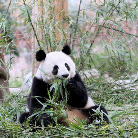 Panda Bear Feeding Auf Bambus Stockbild Bild Von Farbe Fauna 49359949