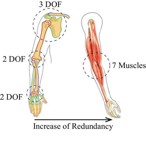 Most skeletal muscles have names that describe some feature of the muscle. Schematic of a human arm and muscles | Download Scientific ...