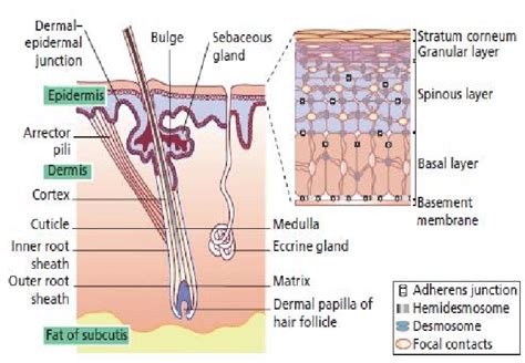 Structure Of Skin Routes Of Skin Penetration The Main Route Of