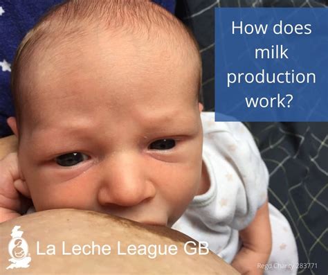 How Milk Production Works La Leche League Gb