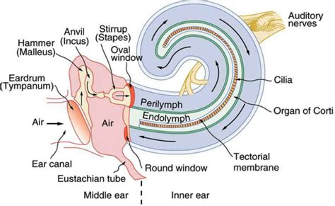 What Part Of The Ear Contains The Sensory Receptors For Hearing Socratic