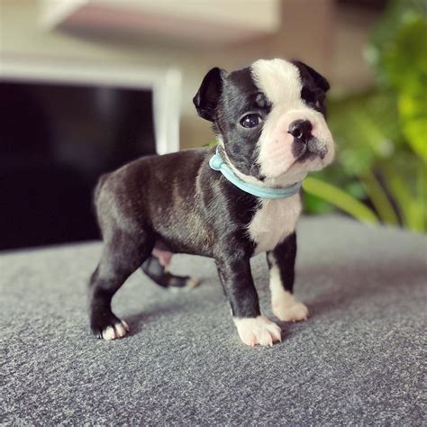 63 Brown Boston Terrier Puppies For Sale Pic Bleumoonproductions