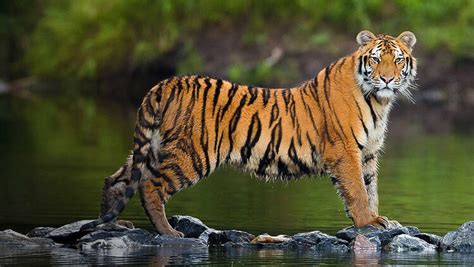 How Siberian Tiger Was Brought Back From Brink Of Extinction By Russia