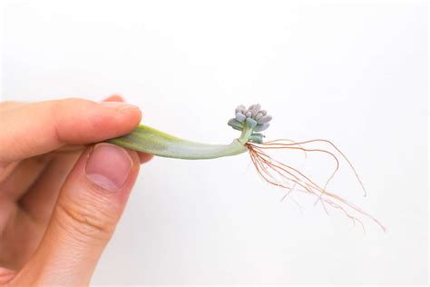 How To Propagate Succulents From Leaves