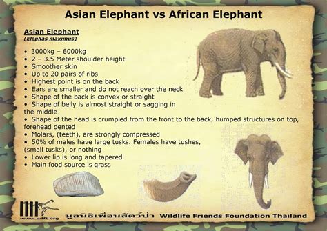 Encyclopaedia Of Babies Of Beautiful Wild Animals The Baby Indian Elephant