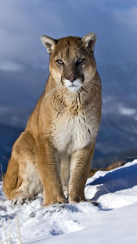 Cougar Mountain Lion Noahs Ark Pinterest Mountain Lion Lions