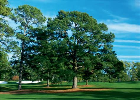 Raes Creek Ornamentals And Eisenhower Tree At The Masters Tournament