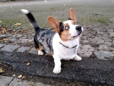 This page displays 10 pembroke welsh corgi dog classified listings in louisiana, usa. 16 Reasons Corgis Are The Worst Breed In The World | Corgi ...