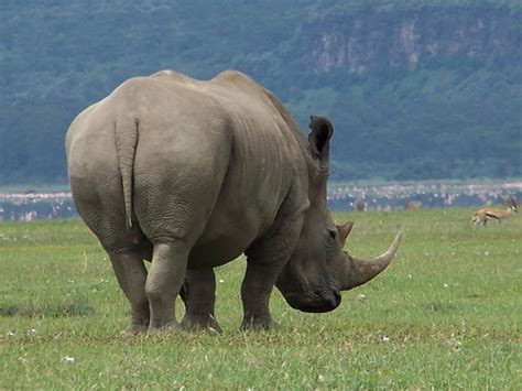 A Rhino Majestic Animals Animals Beautiful Rhino Species Nakuru San