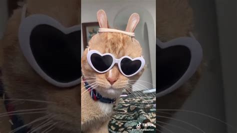 Funny Cats Of Tik Tok Youtube