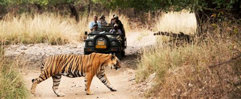 Wildlife Tour Of Madhya Pradesh Jungle Safari In Kanha And Bandhavgarh