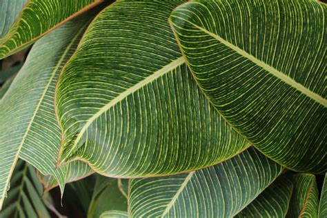 Close Up Photography Of Green Leaves · Free Stock Photo