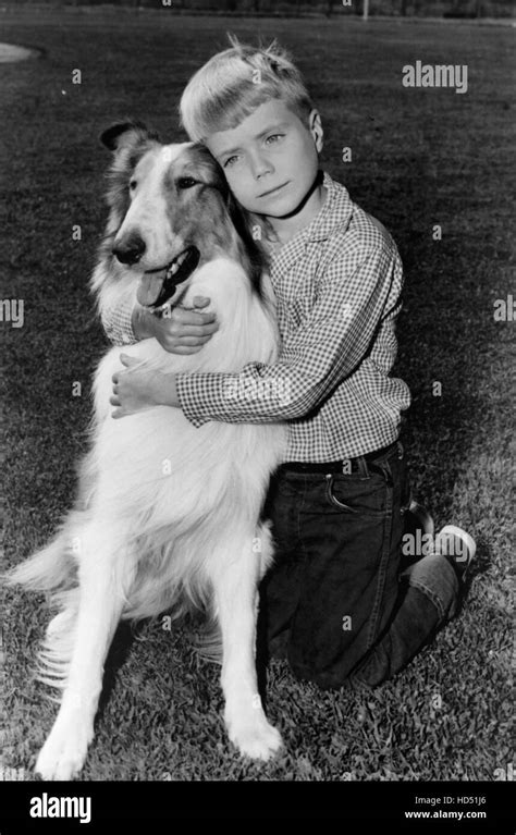 Lassie Lassie Jon Provost 1954 74 Stock Photo Alamy