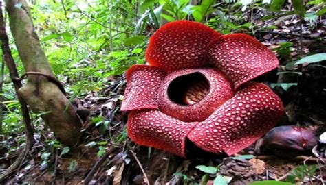 New Species Of Rafflesia Discovered In Indonesia Biology Sci