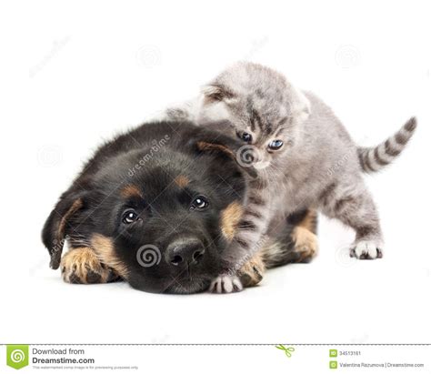 Het samenleven van honden en katten is zeker mogelijk, echter zal het niet altijd makkelijk zijn. Hond Van De Puppy De Duitse Herder En Een Kat. Stock ...