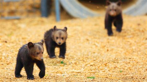 14 Pictures Of The Cutest Bear Cubs Youll Ever See Peta Bear Cubs