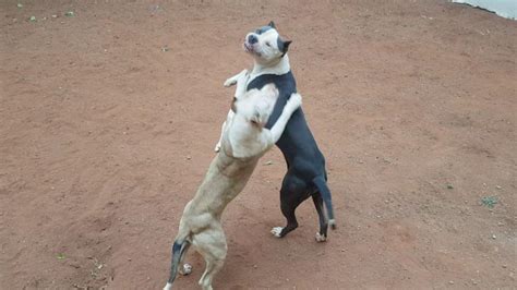 Dogs in pedigree include razors edge pedee wheatstr… Blue nose pitbull puppies | Pretoria North | Public Ads ...