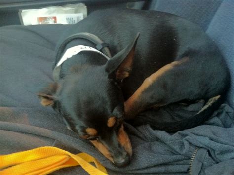 Chase Min Pin Mix Main Medical Animals In Need Dog Rescue