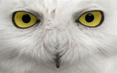 Snowy Owl Backgrounds Wallpapers Birds Close Owls