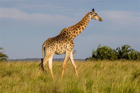 Southern Giraffe Giraffa Giraffa Wildlife Vagabond