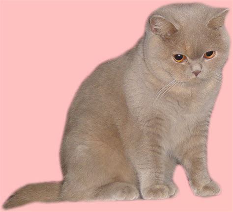 Fawn Torbie Spotted Farberklärung Katzecat Kat Poes Katt Felis