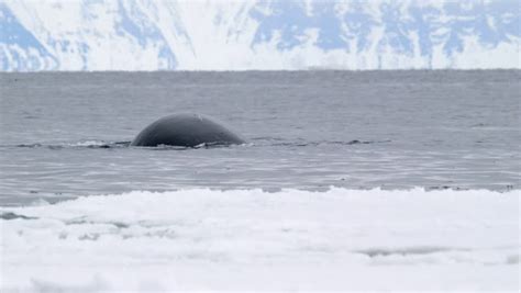 Bowhead Whale Breaching The Water Of The Arctic Ocean Stock Footage