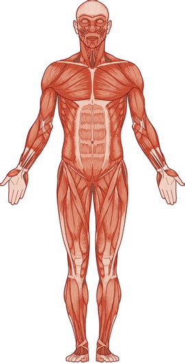 The body's muscular system consists of about 650 muscles that aid in movement, blood flow and other bodily functions. Muscle & Bone • Incredible Science Online