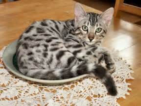 Top 10 Silver Bengal Cat Amo