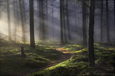 Mystical Forest By Monique Bogaerts Via 500px Mystical Forest