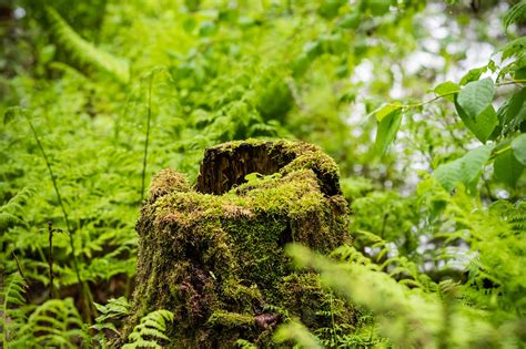 4k Stump Moss Wallpapers High Quality Download Free