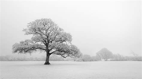 Winter Nature Trees Tree Black And White Lonely Tree Hd Wallpaper