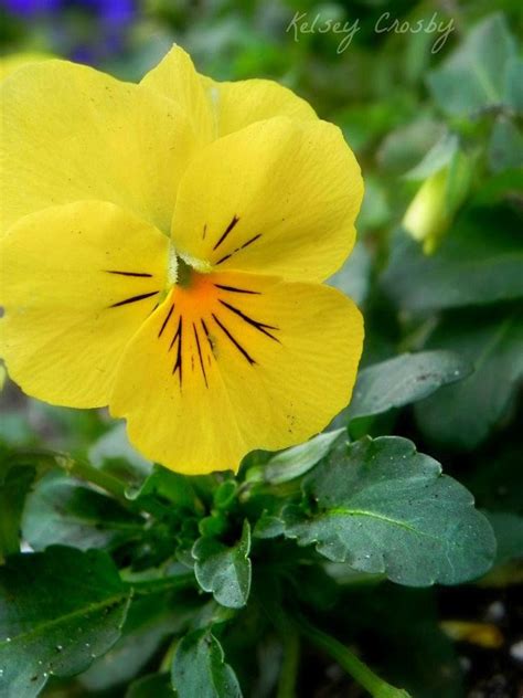 Yellow Pansy By Kelsey Crosby Nature Photography Nature