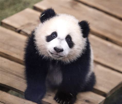 Top 10 Cutest Baby Panda Pictures Ever Taken