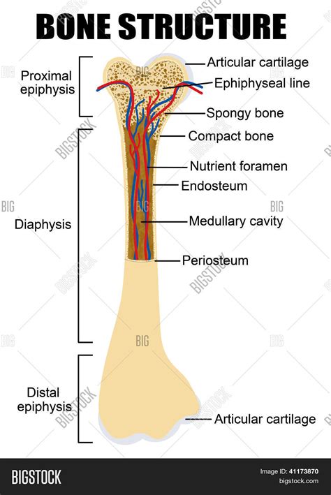 Diagram Human Bone Vector And Photo Free Trial Bigstock
